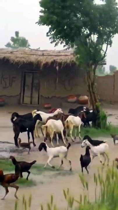 Village life