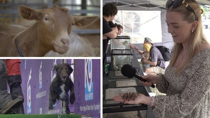 We visit the Kent County Show 2025!