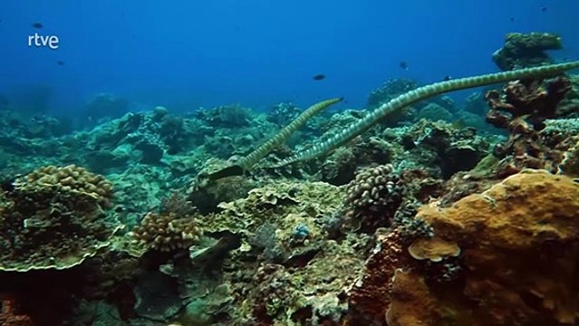 Relaciones Secretas en el Océano: ¡Descubre la Vida Oculta de los Crustáceos!