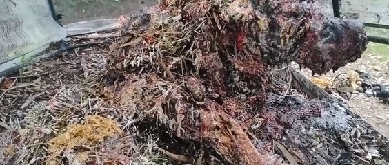 Hyena Art so realistic it was banned on Quora