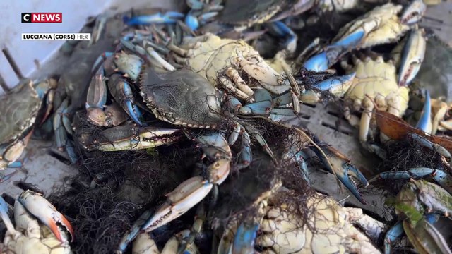 Crabe bleu : fléau des lagunes, perle des assiettes