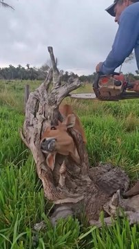Cow Stuck in Tree Trunk Rescued with Chainsaw – Amazing Farm Rescue!