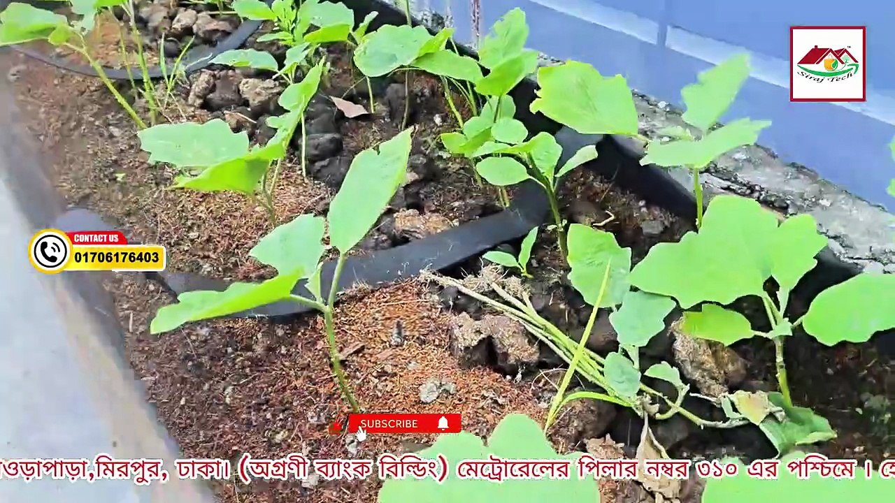 সবজির বেডে গাছ লাগানোর সঠিক নিয়ম – নতুনদের জন্য সহজ গাইড!