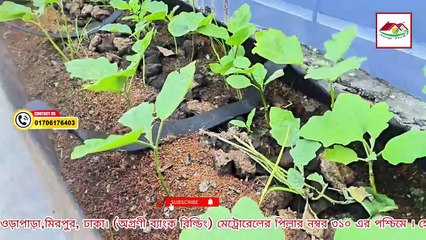 সবজির বেডে গাছ লাগানোর সঠিক নিয়ম – নতুনদের জন্য সহজ গাইড!