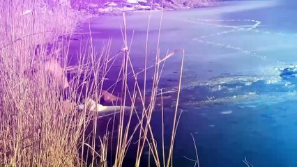 Des Actes Héroïques D'animaux Capturés À La Caméra! Les Animaux Aident Les Gens !