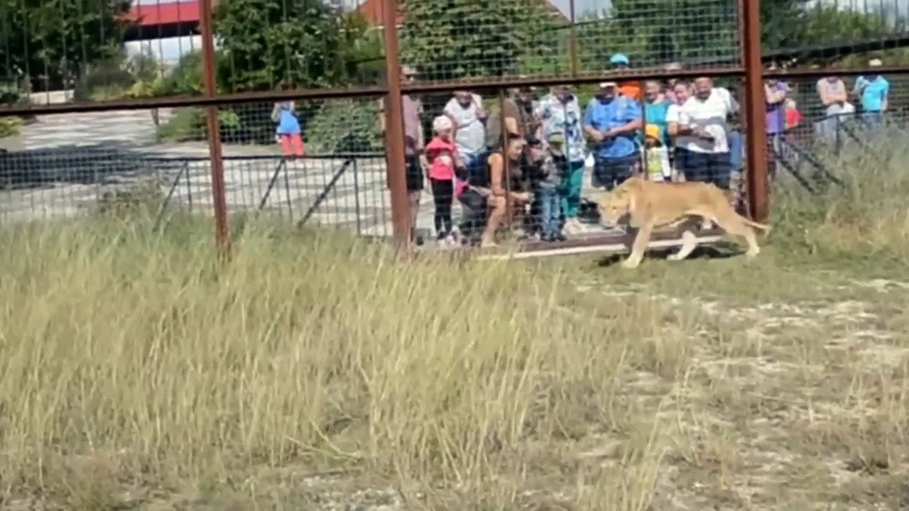 Des Animaux Dangereux Surpris À Être Amicaux !