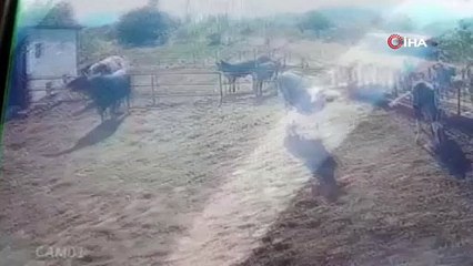 Isparta'da çılgına dönen boğa sahibini ağır yaraladı!