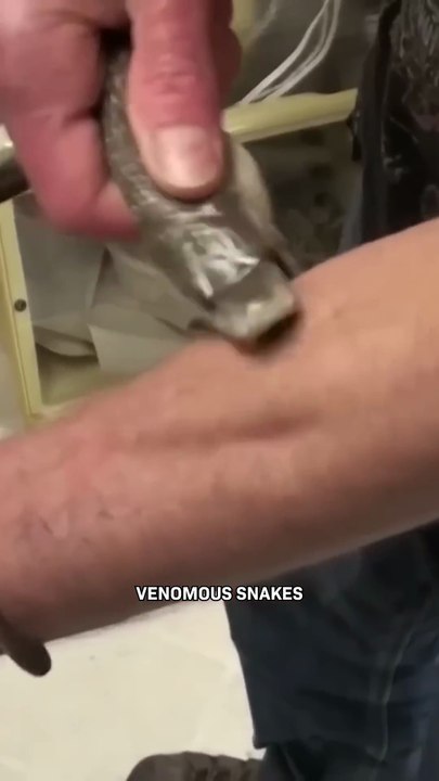 200 Venomous Snake Bites... for Science