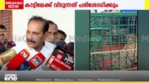 കാളികാവിൽ കടുവ കൂട്ടിലായത് ആശ്വാസകരമെന്ന് വനംമന്ത്രി; 'കാട്ടിലേക്ക് തുറന്നുവിടുന്നത് പരിശോധിക്കും'