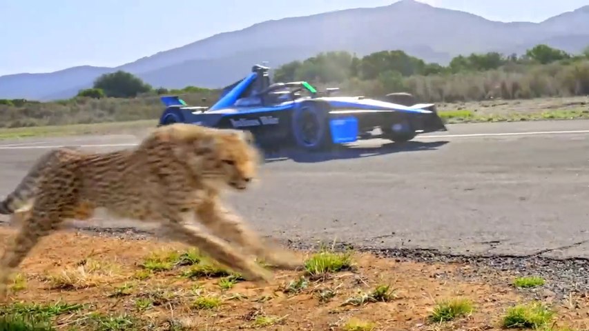 World's Fastest Car Vs Cheetah