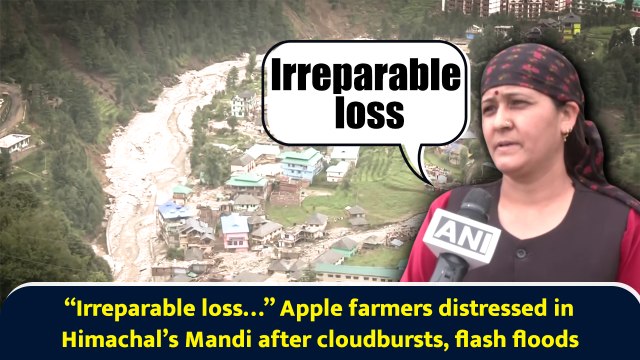 “Irreparable loss…” Apple farmers distressed in Himachal’s Mandi after cloudbursts, flash floods