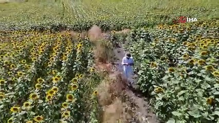 Karacabey ovası sarıya büründü