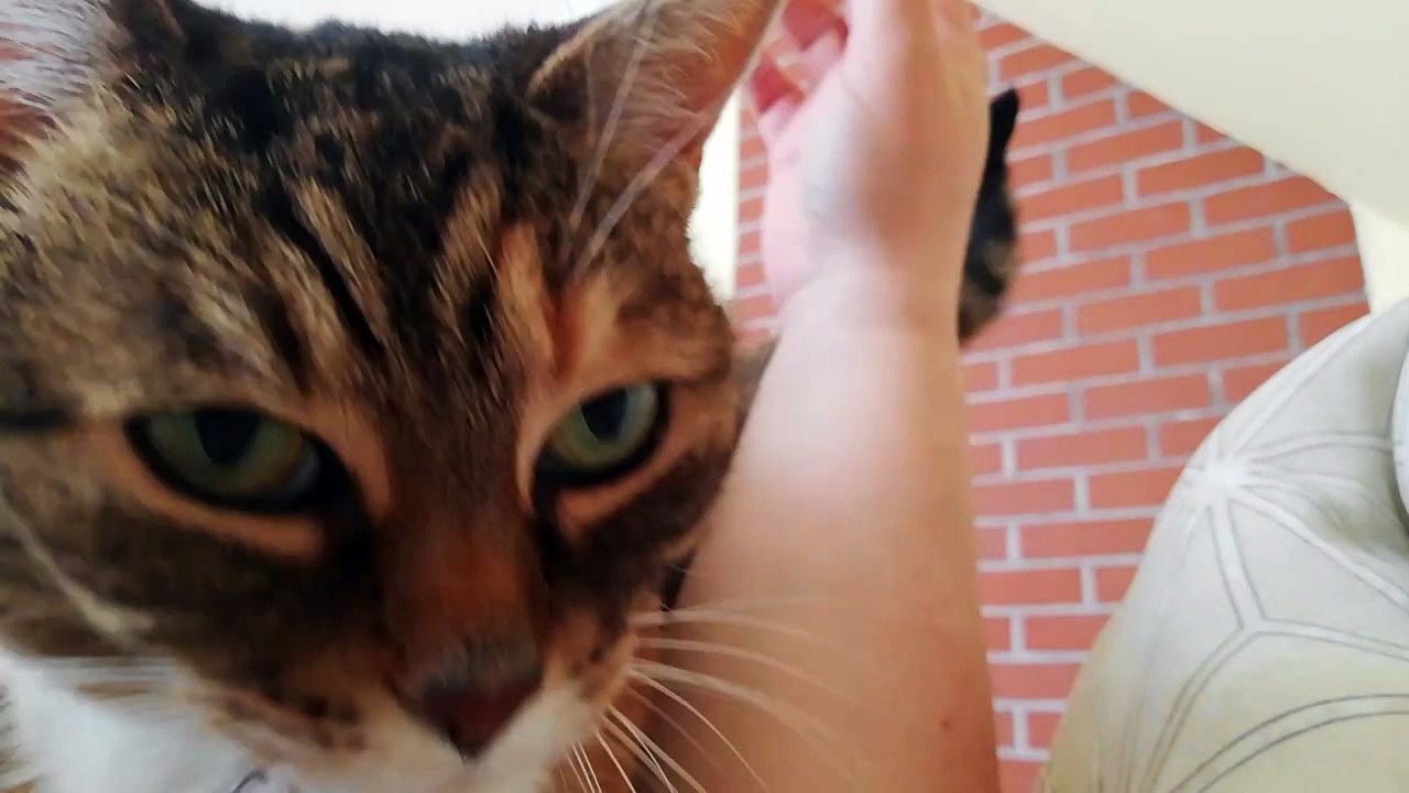 Wake Up Hooman! It’s Breakfast Time 😼⏰#shorts