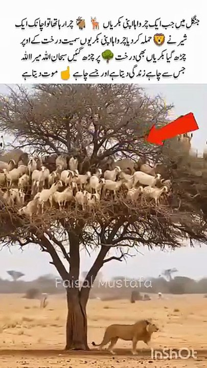 The_shepherd🧑‍🦯and_his🐐_goats_in_the_tree#sheep_#goat_#animals_#lion_#nature_#tree_#viralvideo_#shor(360p)
