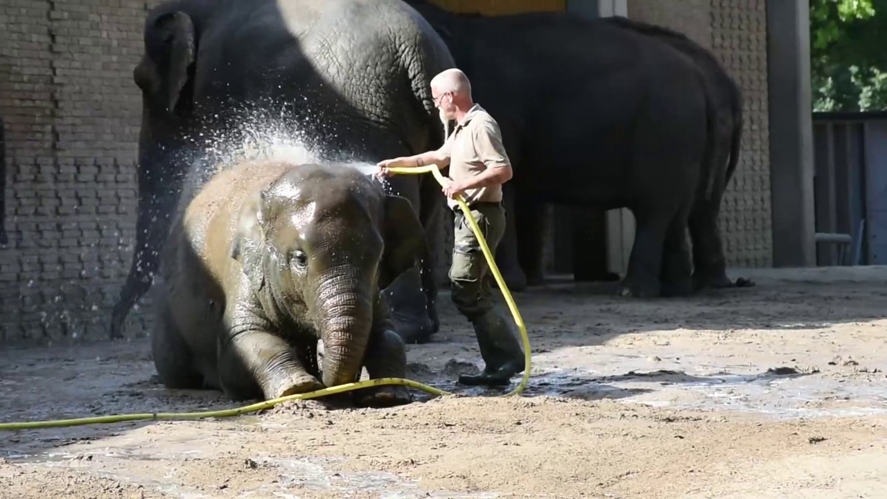 Zookeeper Showering a Baby Elephant🥰