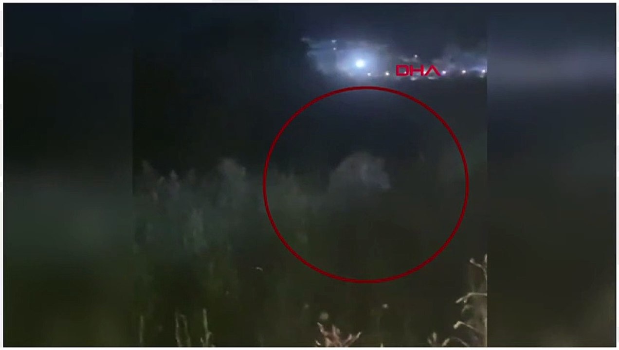 Manavgat'ta firari aslan dehşeti