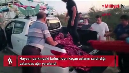 Kafesinden kaçan aslan vatandaşa saldırdı