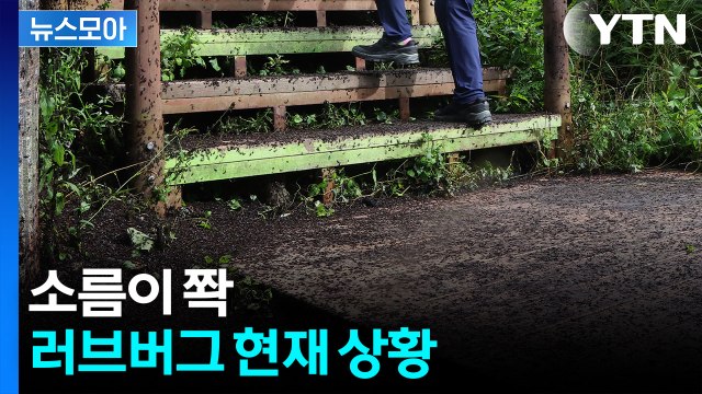 [뉴스모아] '대참사' 수준…러브버그에 점령당한 곳, 현재 상황은? / YTN
