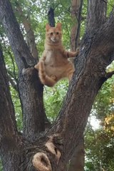 funny Cat 😂😼 #viral #funnycats #shortvideo