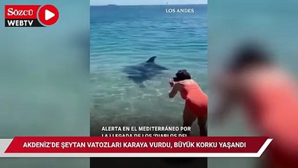 Akdeniz’de şeytan vatozları karaya vurdu, büyük korku yaşandı