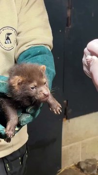 Meet the tiny rare bush dog pups born at Peak Wildlife Park