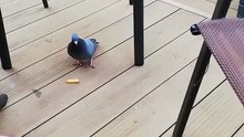 Pigeon Wants Fries Too! 🍟🕊️ #funny #shorts