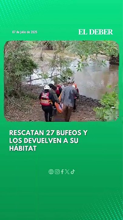 Rescatan 27 bufeos y los devuelven a su hábitat