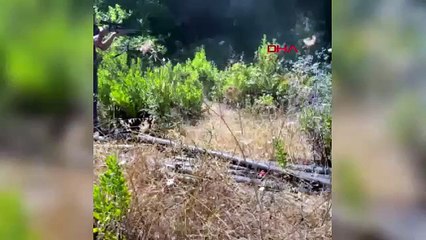 Antalya'da kaçan aslan öldürüldü; 'Boynunu elime geçirdim sıktım'