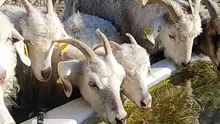 Baby Goat