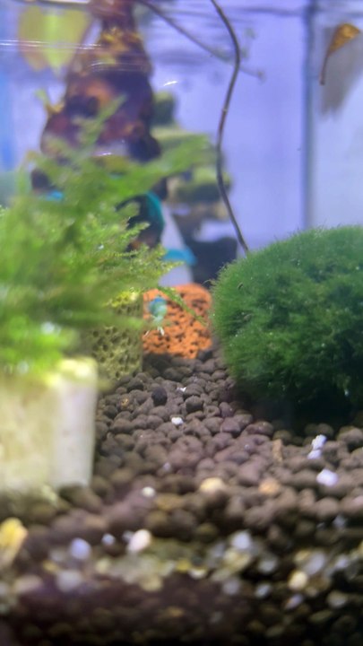 Blue shrimp