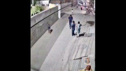 Leão pular o muro e ataca pessoas no Paquistão