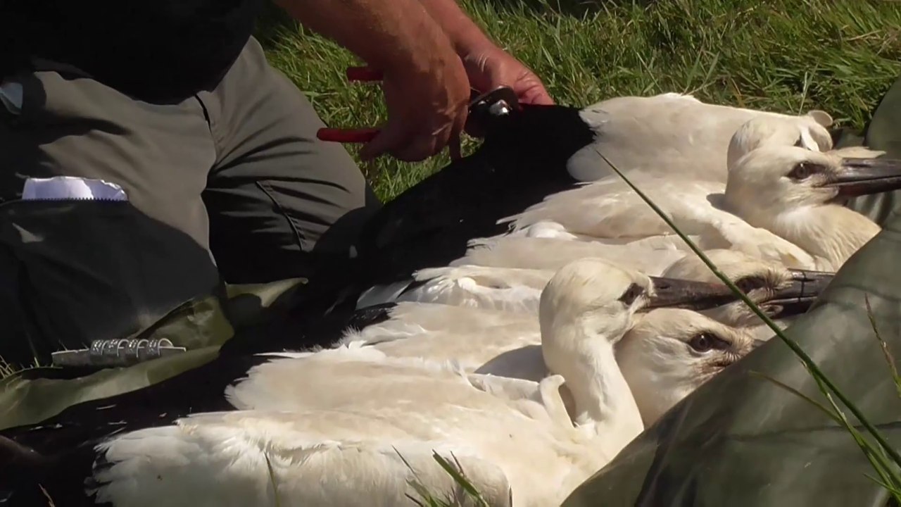 Caméra cigognes nid2    6-11-2025 baguage