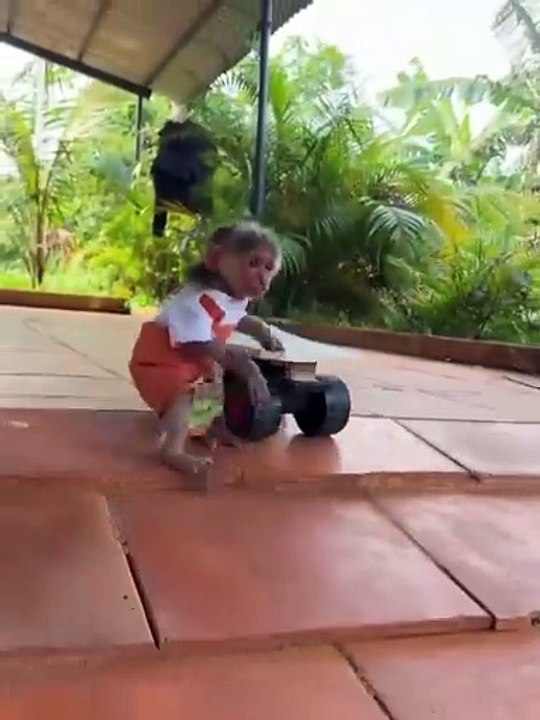Cute Baby Monkey