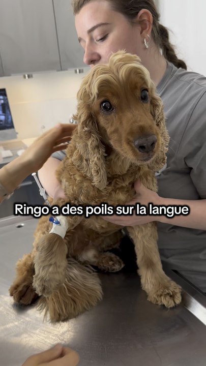 Ringo a des poils sur la langue