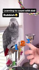 parrot counting to 3 wait for the hilarious ending! 🦜😂
