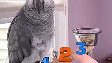 parrot counting to 3 wait for the hilarious ending! 🦜😂
