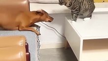 hilarious cats & dogs compilation laugh until you cry! 😂