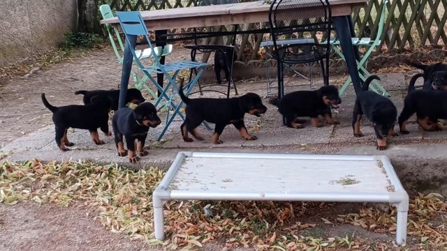 Chiots Beaucerons des Ganches de la Loire