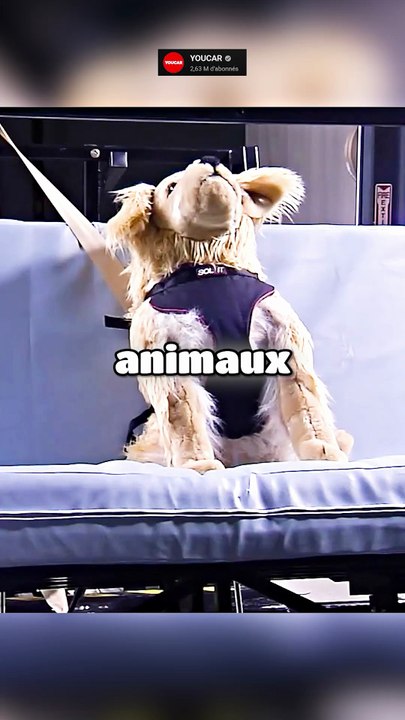 C'est important de protéger son chien en voiture !