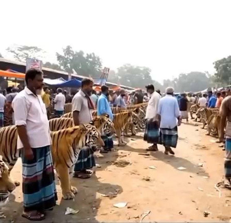 lion market