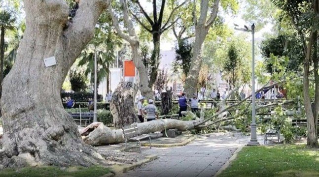 Çınar ağacının kırılan dalının altında kalan 3 kişi yaralandı