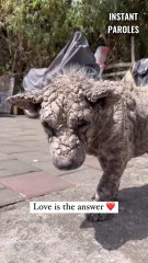 Ce chien est transformé grâce à la mobilisation de toutes ces personnes