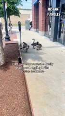 Cette femme aide ces oies à s’hydrater en cette forte chaleur