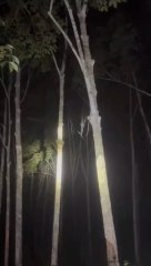 bagaimana bisa ular naik ke atas pohon