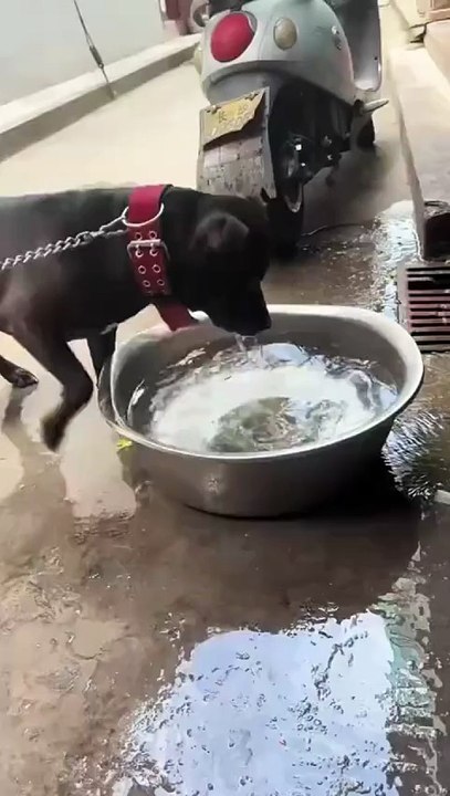 Ce chien se méfiera des tortues toute sa vie