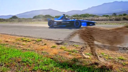 Worlds Fastest Car Vs Cheetah