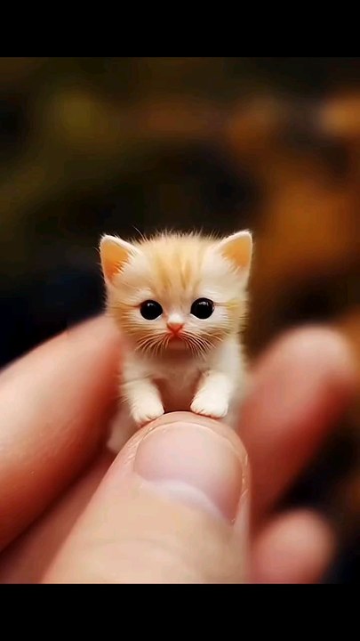 small and cute cat