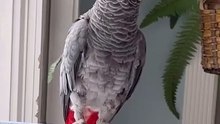 crazy funny parrot you'll laugh till you cry! 🦜🤣