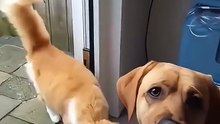 true friendship between cats & dogs so sweet! 🐱🐶❤️