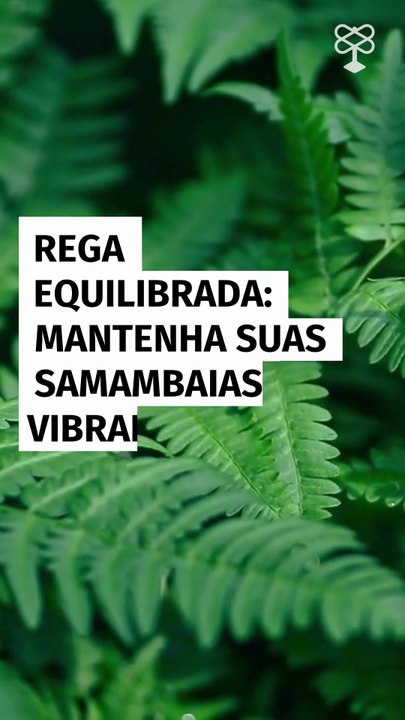 Rega equilibrada: mantenha suas samambaias vibrantes o ano inteiro